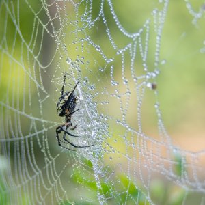 Praying Mantis and Yellow garden spider-5.jpg