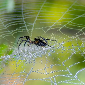 Praying Mantis and Yellow garden spider-6.jpg