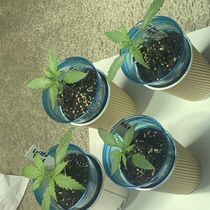 Seedlings.JPG