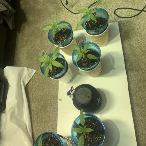 HealthySeedlings2.JPG