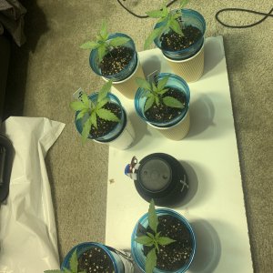 HealthySeedlings.JPG