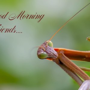 Praying Mantis Good Morning-1.jpg