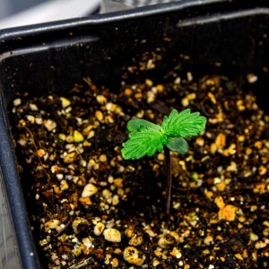 Somango Auto by Satdica Bulk Seeds