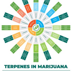 TerpeneInfographic_FINALFORPRINT-01.jpg