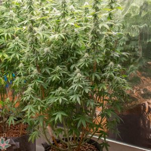 Grow Show Girls Update 8-28-24 Barney's Farm.jpg