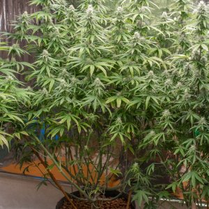 Grow Show Girls Update 8-28-24 Barney's Farm.jpg