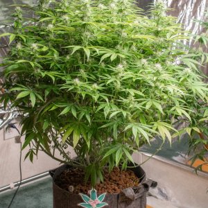 Grow Show Girls Update 8-28-24 Barney's Farm.jpg