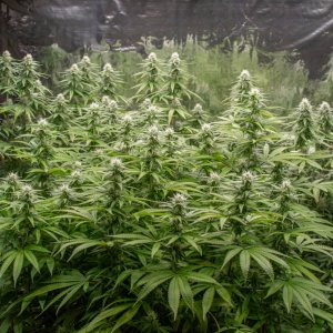 Grow Show Girls Update 8-28-24 Barney's Farm.jpg