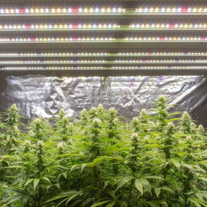 Grow Show Girls Update 8-28-24 Barney's Farm.jpg