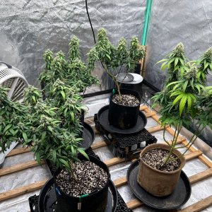 P2 clone 8-27-24 F47 tent.JPG