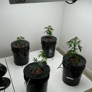 Week 2 -  LCG, BananaClpz, MAC 1, MeatBreath