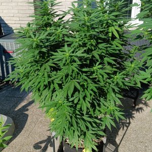 Gorilla Glue 30 August 2024.jpg