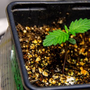 Somango Auto By Satdica Bulk Seeds from Freedom Of Seeds