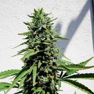 Somango bud.JPG