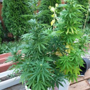 CP-Journal-Seedsman-PGC-Fem-43 - Inky and Pinky Flowered.jpg