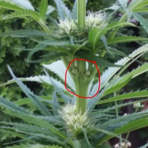 CP-Journal-Seedsman-PGC-Fem-44 - Inky Seeded.jpg