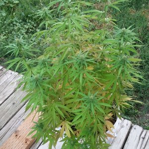 Grow Journal - RPGJCN-2024-0-48 - Feyleaf Lite Flowered.jpg