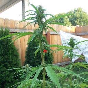 Grow Journal - RPGJCN-2024-0-48 - Feyleaf Lite Knocked Up-0.jpg