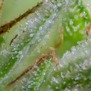 Gelato 44 Clone Outdoors.jpg