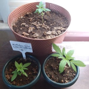 Grow Journal - RPGJCN-2024-4-14 - BC Lite-Trio.jpg