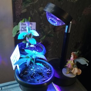 Grow Journal - RPGJCN-2024-4-16 - BC Lite-C-Lighting.jpg