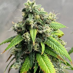 CL2 cl 9-4-24 F55 norm bud.JPG