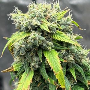 CL3 cl 9-4-24 F55 exotic bud.JPG