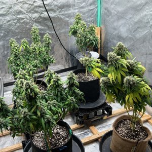 P2 Clones 9-4-24 F55 tent.JPG