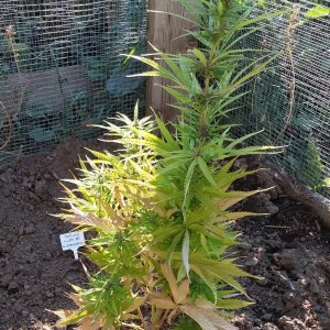 Grow Journal - RPGJCN-2024-0-52 - Bethany Transplanted.jpg