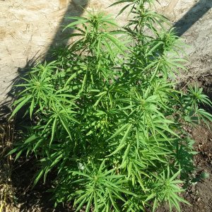 Grow Journal - RPGJCN-2024-0-54 - Feyleaf.jpg