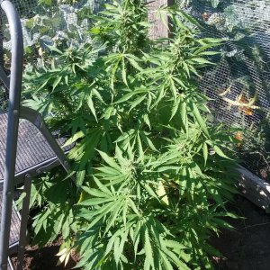 Grow Journal - RPGJCN-2024-0-56 - PGC-S0.jpg