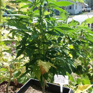 Grow Journal - RPGJCN-2024-0-59 - BDSP-PR0-S0.jpg