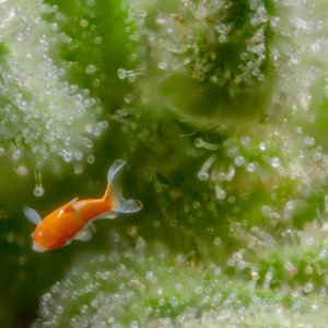 Trichomes play-3.jpg