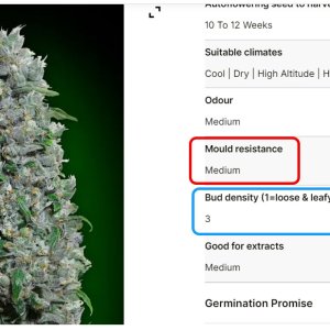 AMXXLA mold profile.jpg