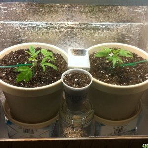 Beginning Grow Photos