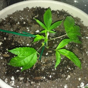 Starting the LST