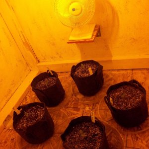 Auto Seedlings