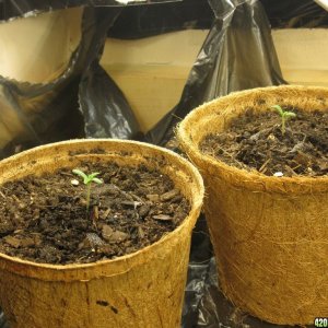 March 25, 2011 Closet Grow (10 Master Kush)