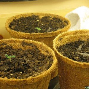 March 25, 2011 Closet Grow (10 Master Kush)