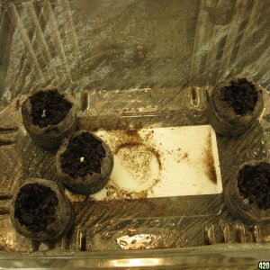 March 25, 2011 Closet Grow (10 Master Kush)