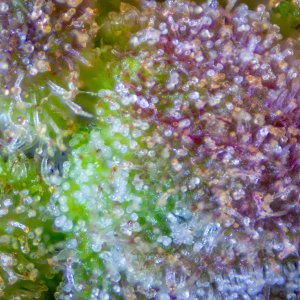 Trichomes Old Folks Home.jpg