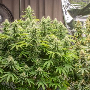 Grow Show Update 9-11-24.jpg