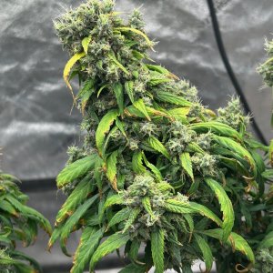 CL clone 9-10-24 F61 fox tails.JPG