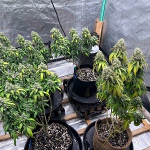 P2 clones 9-10-24 F61 tent.JPG