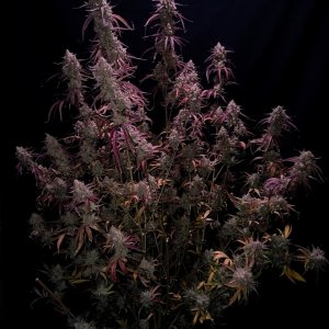 Mephisto Genetics, Dosidelirium