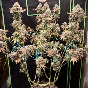 Bubba Whip Day 75 Flower (Harvest)