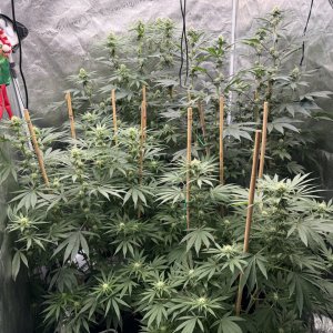 Flower - Day 28