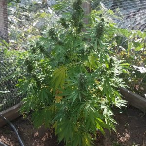 CP-Journal-Seedsman-PGC-Fem-43 - S00 - Blinky.jpg