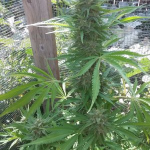 CP-Journal-Seedsman-PGC-Fem-44 - S00 - Blinky with Seeds.jpg