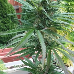 CP-Journal-Seedsman-PGC-Fem-46 - S01 - Inky with Seeds.jpg